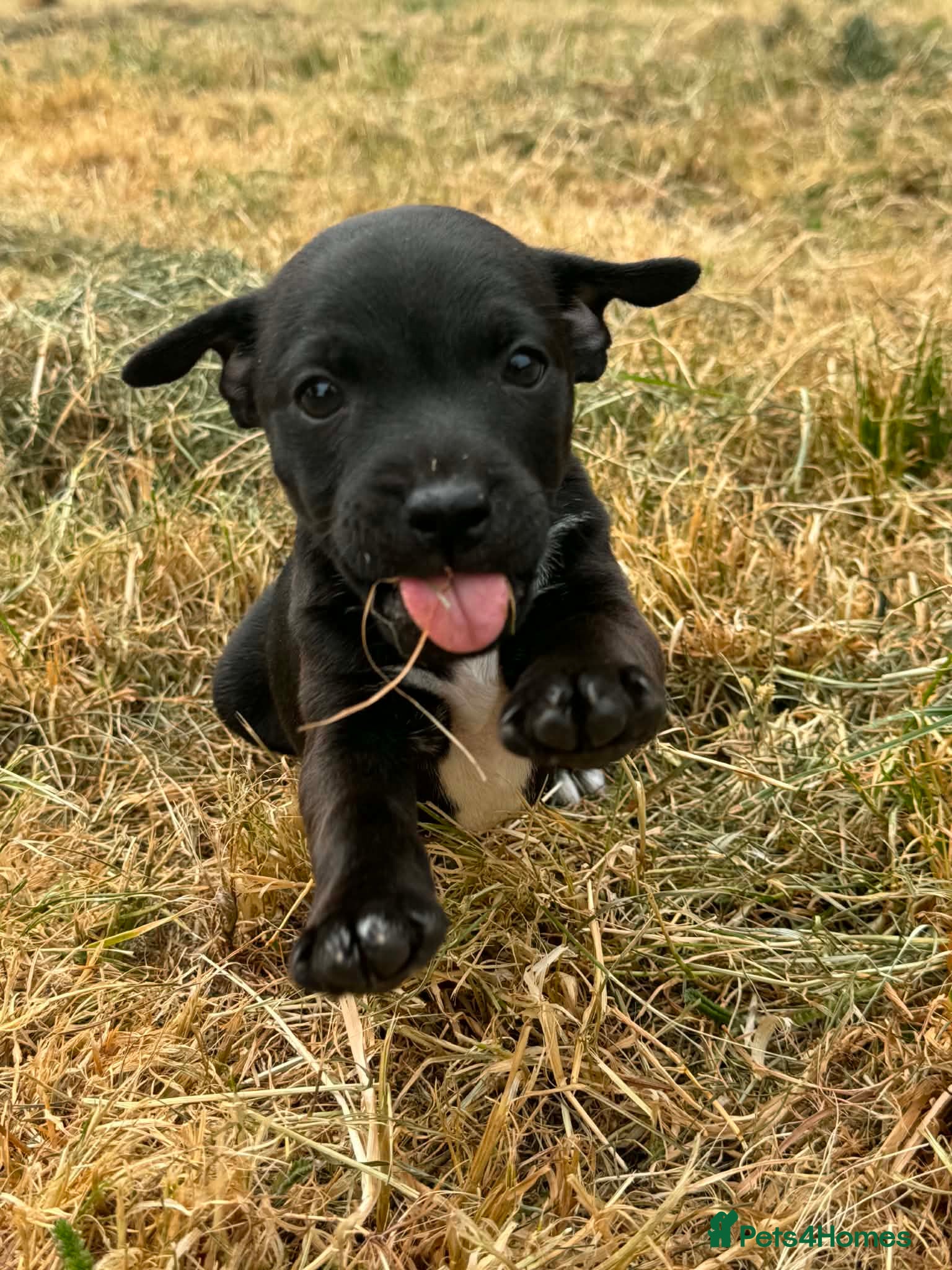Patterjack dogs Patterdale Terrier x Jack Russle pups! - Advert 2