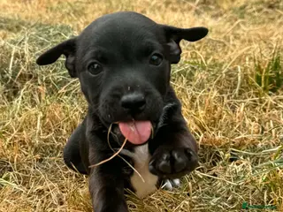 Patterjack dogs Patterdale Terrier x Jack Russle pups! - Advert 2