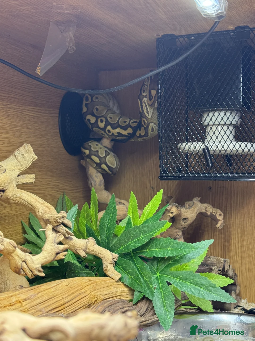 Python Snake reptiles for sale: Butter-belly ball python and full set up - Advert 2