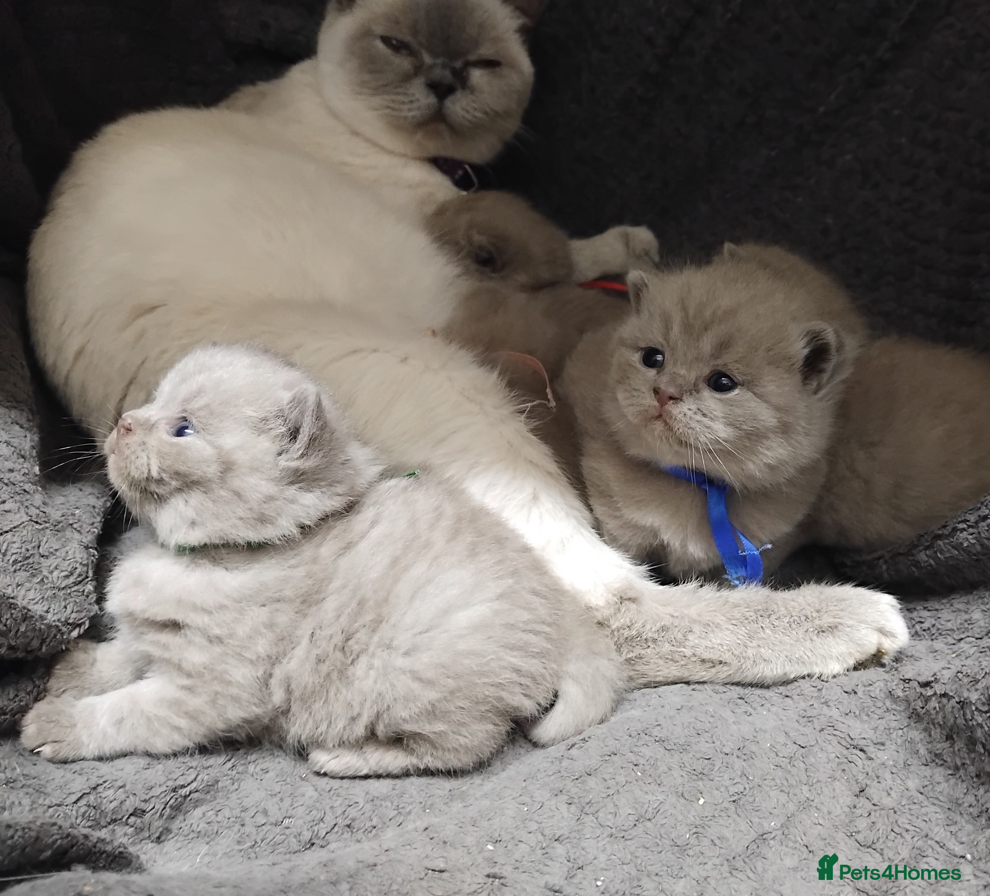 British Shorthair cats Fluffy playfull Lilac BSH kittens available  - Advert 1
