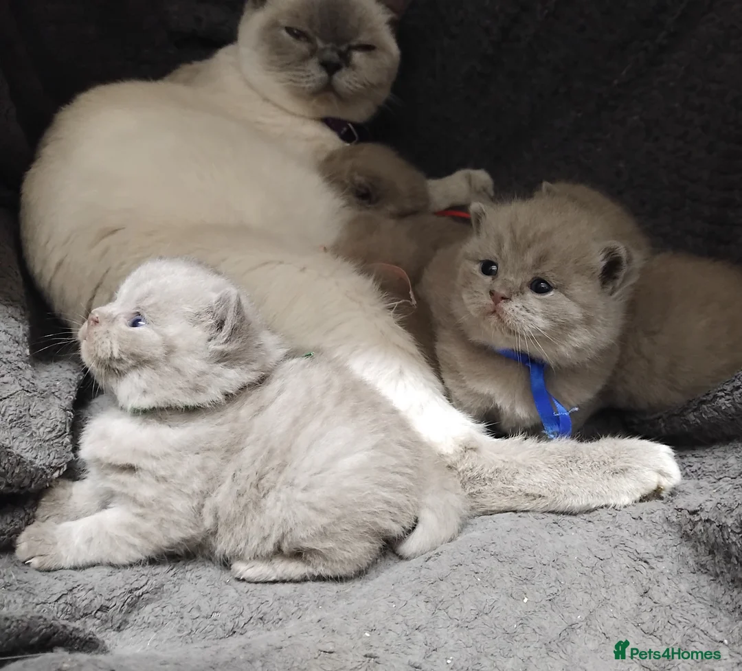 British Shorthair cats for sale: Fluffy playfull Lilac BSH kittens available  - Advert 1