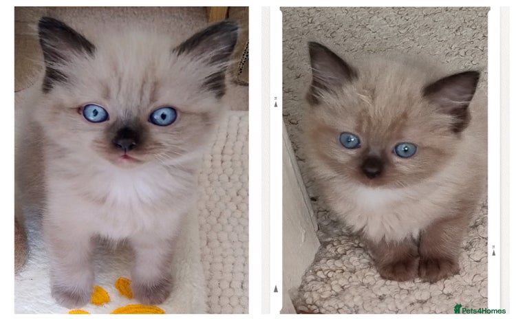 Ragdoll cats - Advert 10