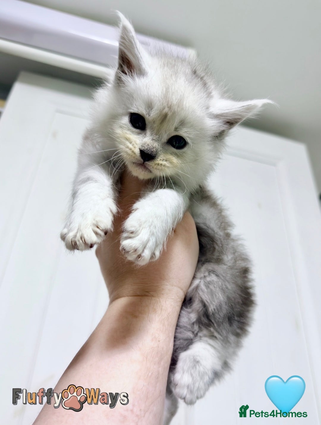 Maine Coon cats for sale: 🐾💠 *TICA REG* SILVER MAINE COON KITTENS 💠🐾 - Advert 4