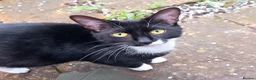 Mixed Breed cats for sale: One male kitten available - Advert 3