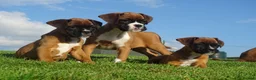 Boxer dogs for sale: Beautiful boxer puppies  - Advert 12