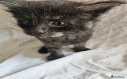 Maine Coon cats for sale: Black Smoke Kittens - Image 5