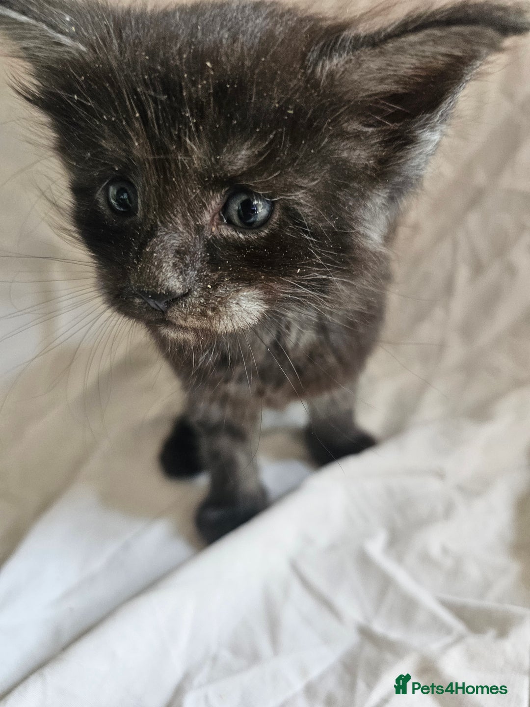 Maine Coon cats for sale: Black Smoke Kittens - Image 5
