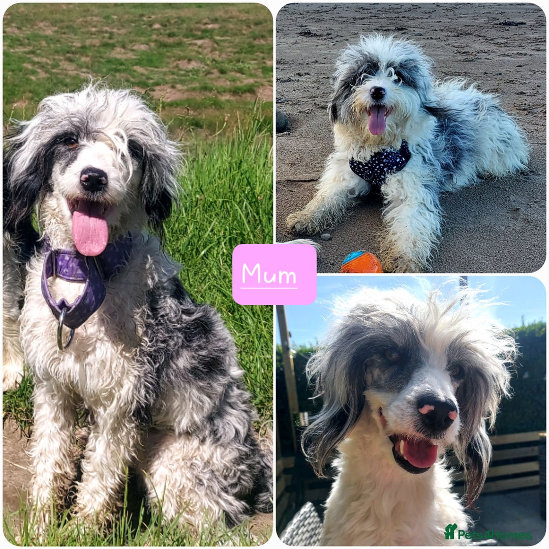 Bordoodle dogs for sale: Toy Bordoodles ❤️ - 1 girl available - Image 11