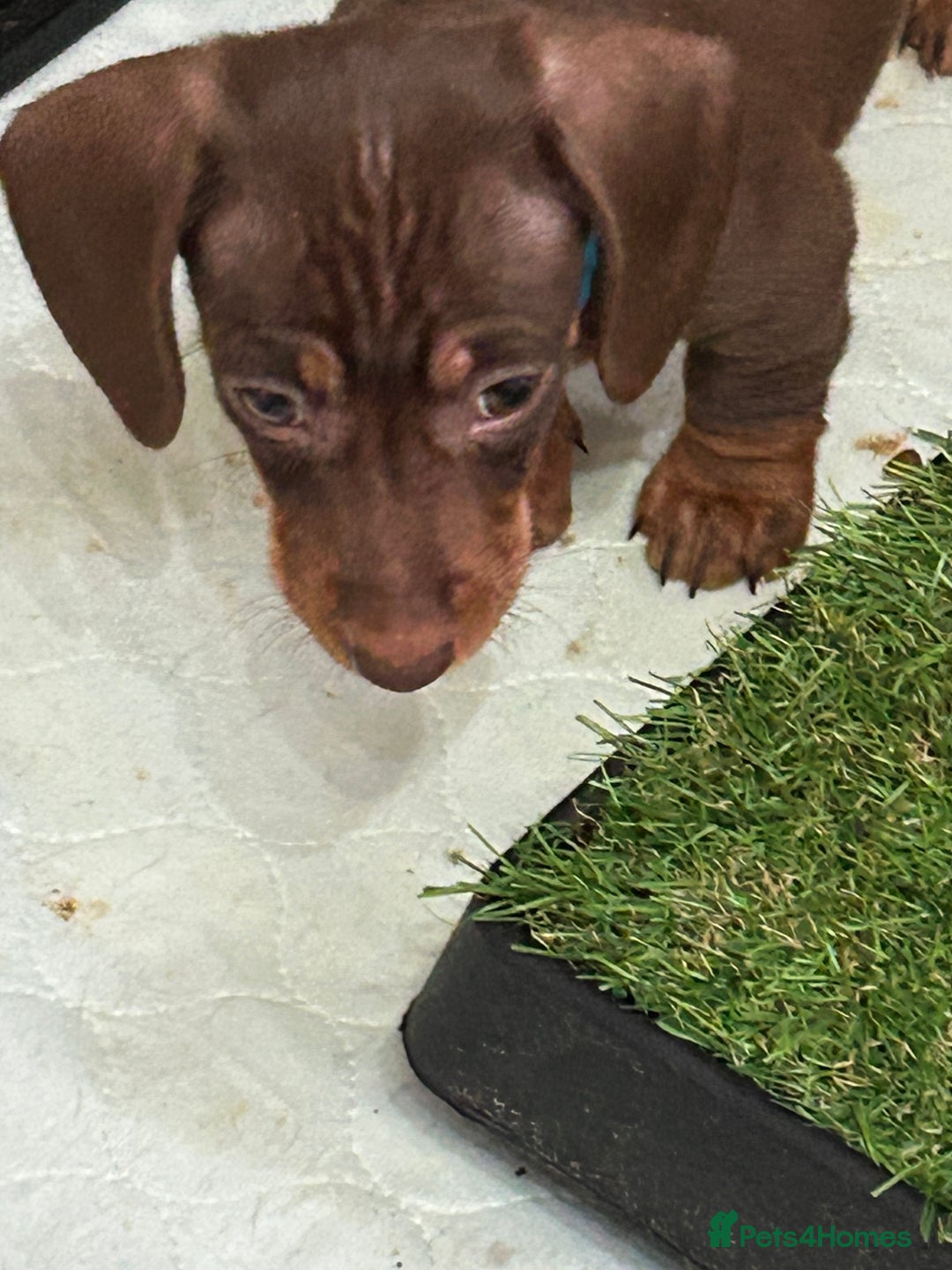 Miniature Dachshund dogs for sale: Isabella Dapple & chocolate & tan-dachshunds,  - Advert 17