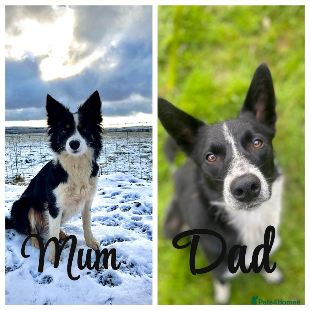 Mixed Breed dogs for sale: Collie pups!  - Advert 9