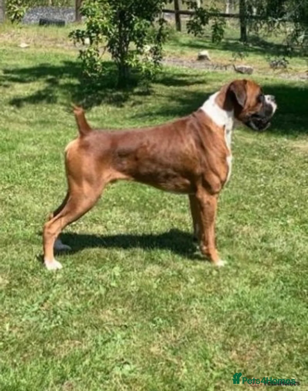 Boxer dogs for stud: 💥TOP QUALITY PROVEN FLASHY KC BOBTAIL FOR STUD💥 in Liverpool - Advert 6