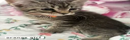 Ragcoon cats for sale: Beautiful Ragcoons  - Advert 11