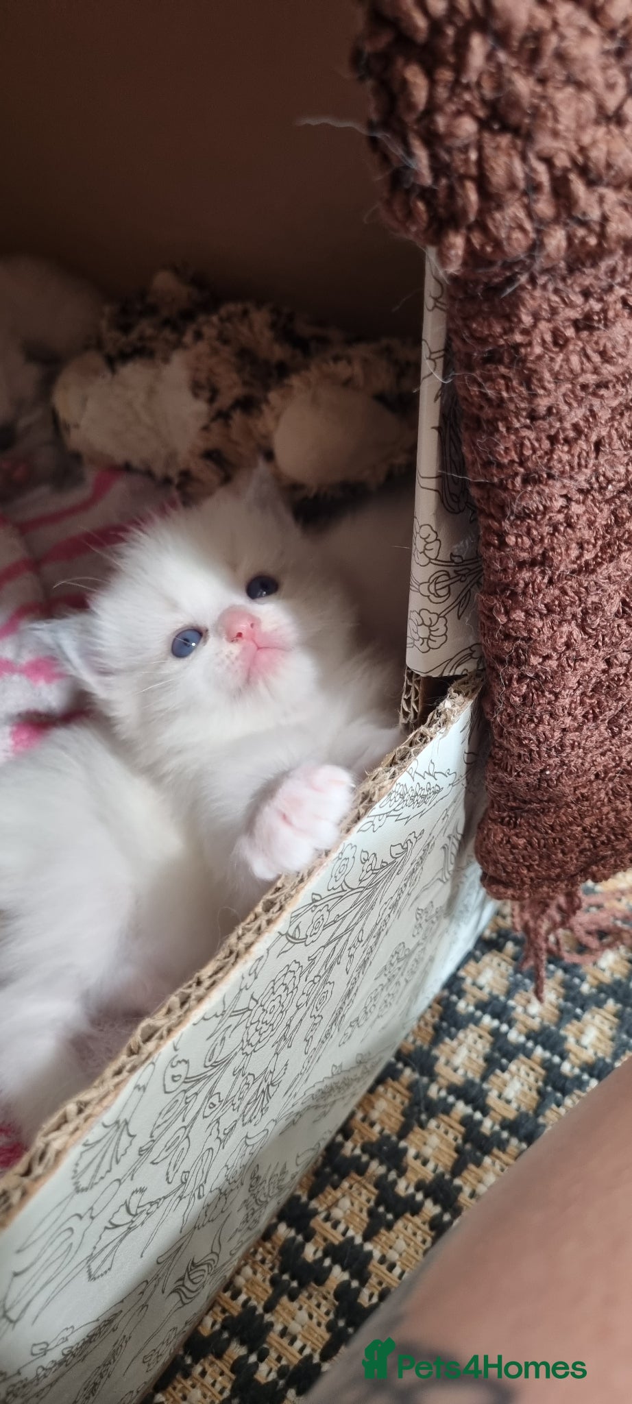 Ragdoll cats “Ragdoll kittens looking for loving homes” - Advert 4