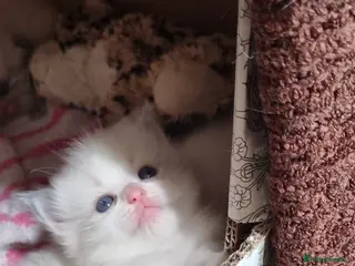 Ragdoll cats “Ragdoll kittens looking for loving homes” - Advert 4