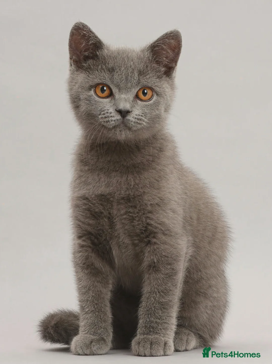 British Shorthair cats for sale: British shorthair  - Advert 1