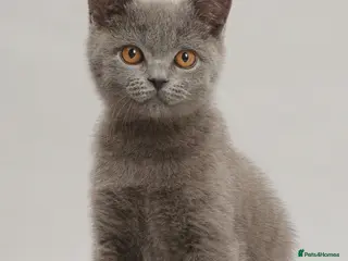 British Shorthair cats British shorthair - Advert 1