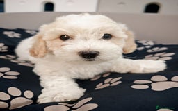 Bichon Frise dogs for sale: Bichon puppy's  - Image 5