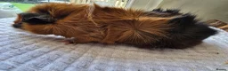 Guinea Pig rodents for sale: Abyssinian & Teddy Guinea Pigs - Advert 10