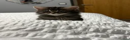 Mixed Breed cats for sale: BEAUTIFUL HOME REARED TABBY KITTENS ready 19/08/26 - Advert 26