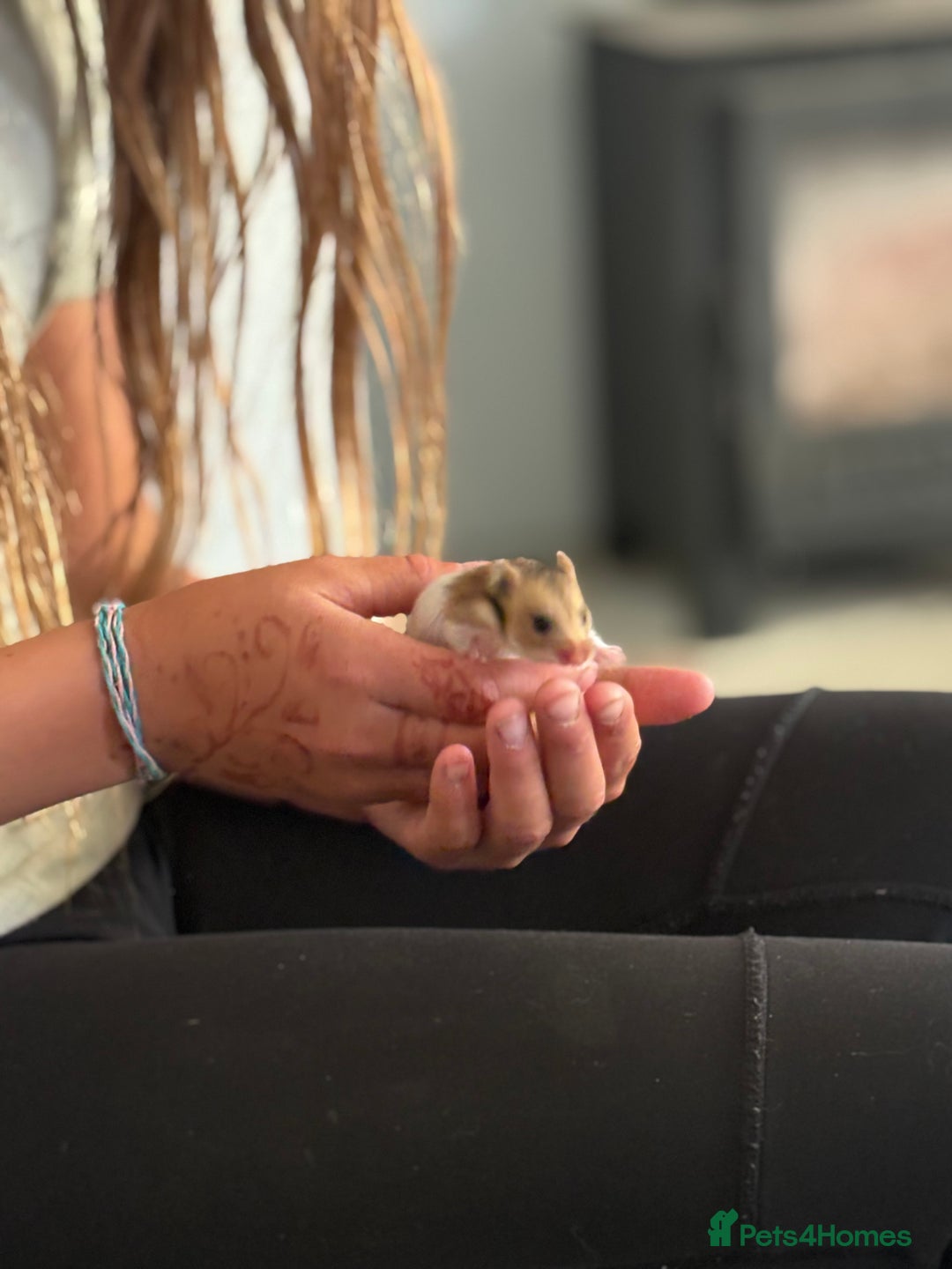 Hamster rodents for sale: Friendly Syrian hamster babies  - Image 8