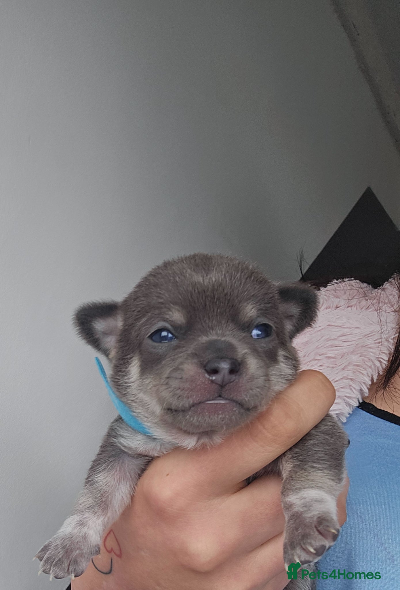 Chihuahua Puppy 1