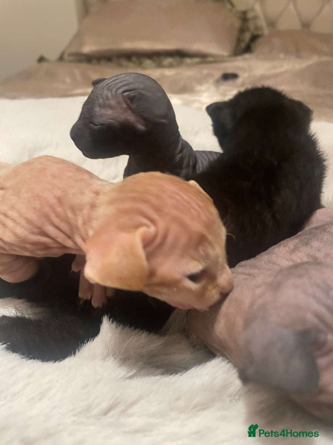 Sphynx cats for sale: Beautiful Sphynx cross orinetal kittens  - Advert 19