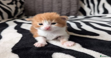 Mixed Breed cats - Advert 8