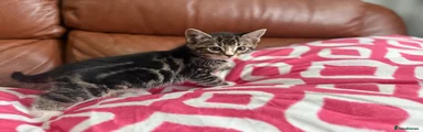 Bengal Kitten 4