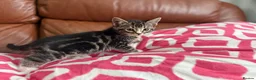 Mixed Breed cats for sale: Mixed Bengal and tabby cats  - Advert 3