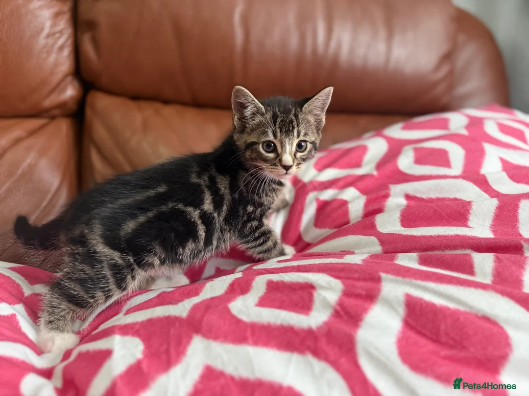Mixed Breed cats for sale: Mixed Bengal and tabby cats  - Advert 3