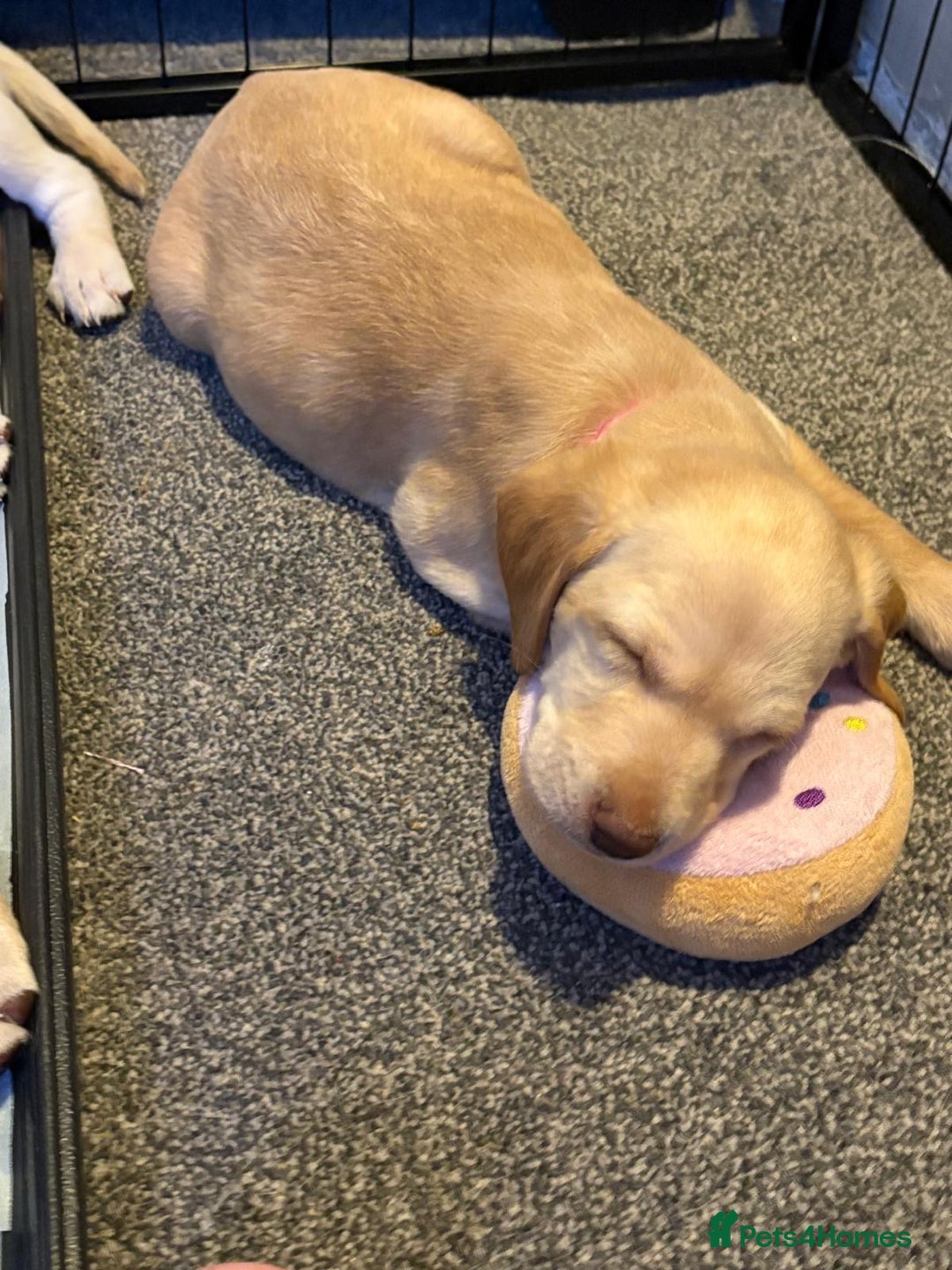 Labradoodle dogs for sale: Labradoodle puppies looking for loving homes - Advert 5