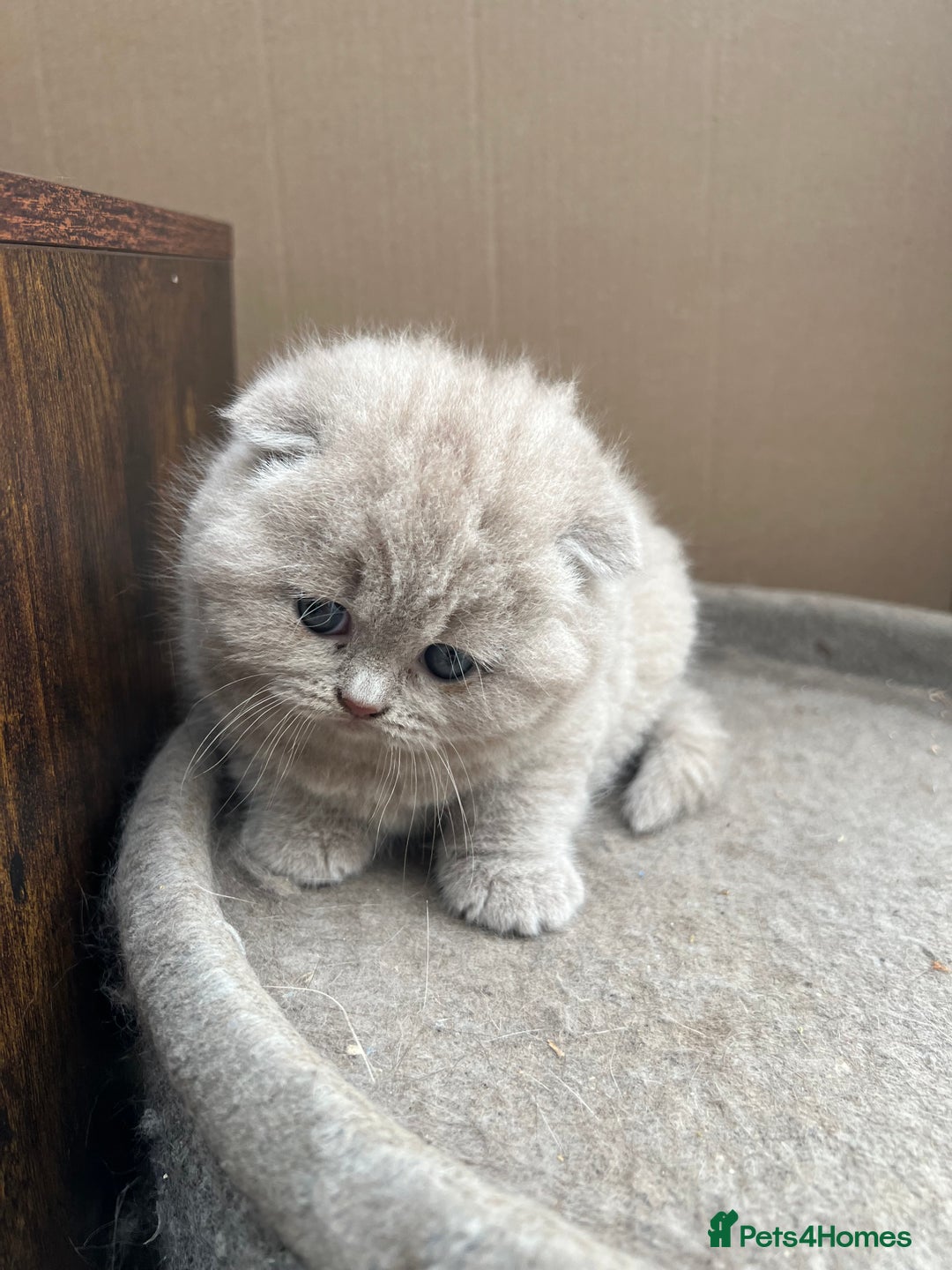 Mixed Breed cats for sale: Beautiful kittens available for loving homes. - Advert 12