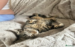 Domestic Shorthair cats for sale: quincy  - Image 4