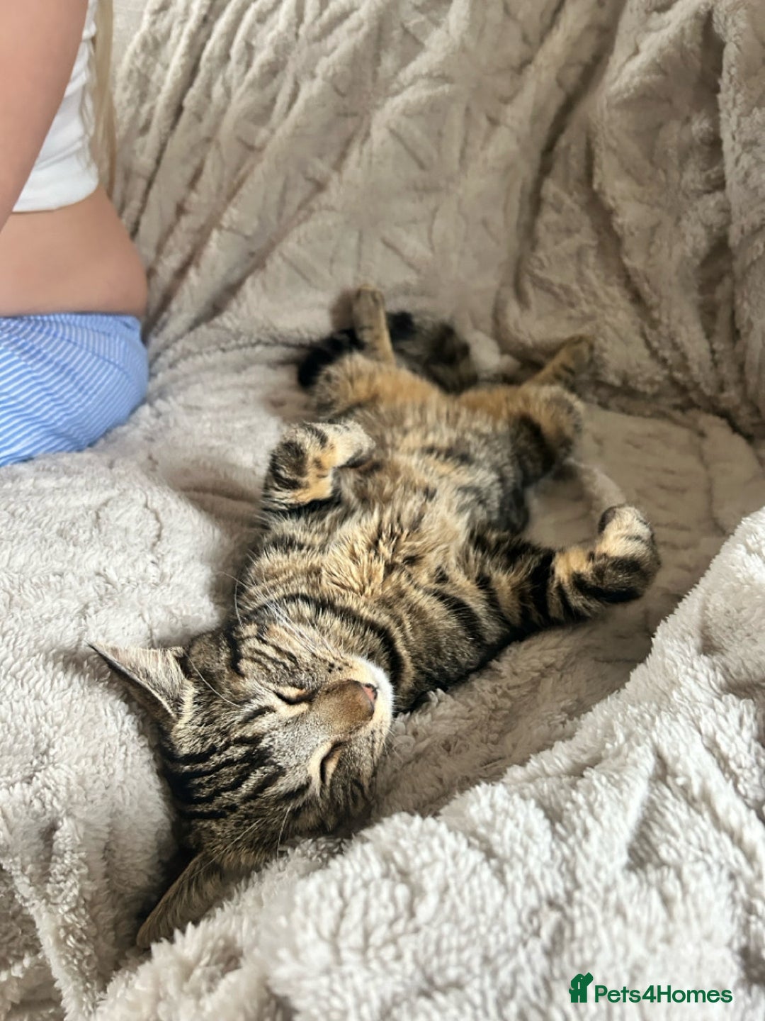 Domestic Shorthair cats for sale: quincy  - Image 4
