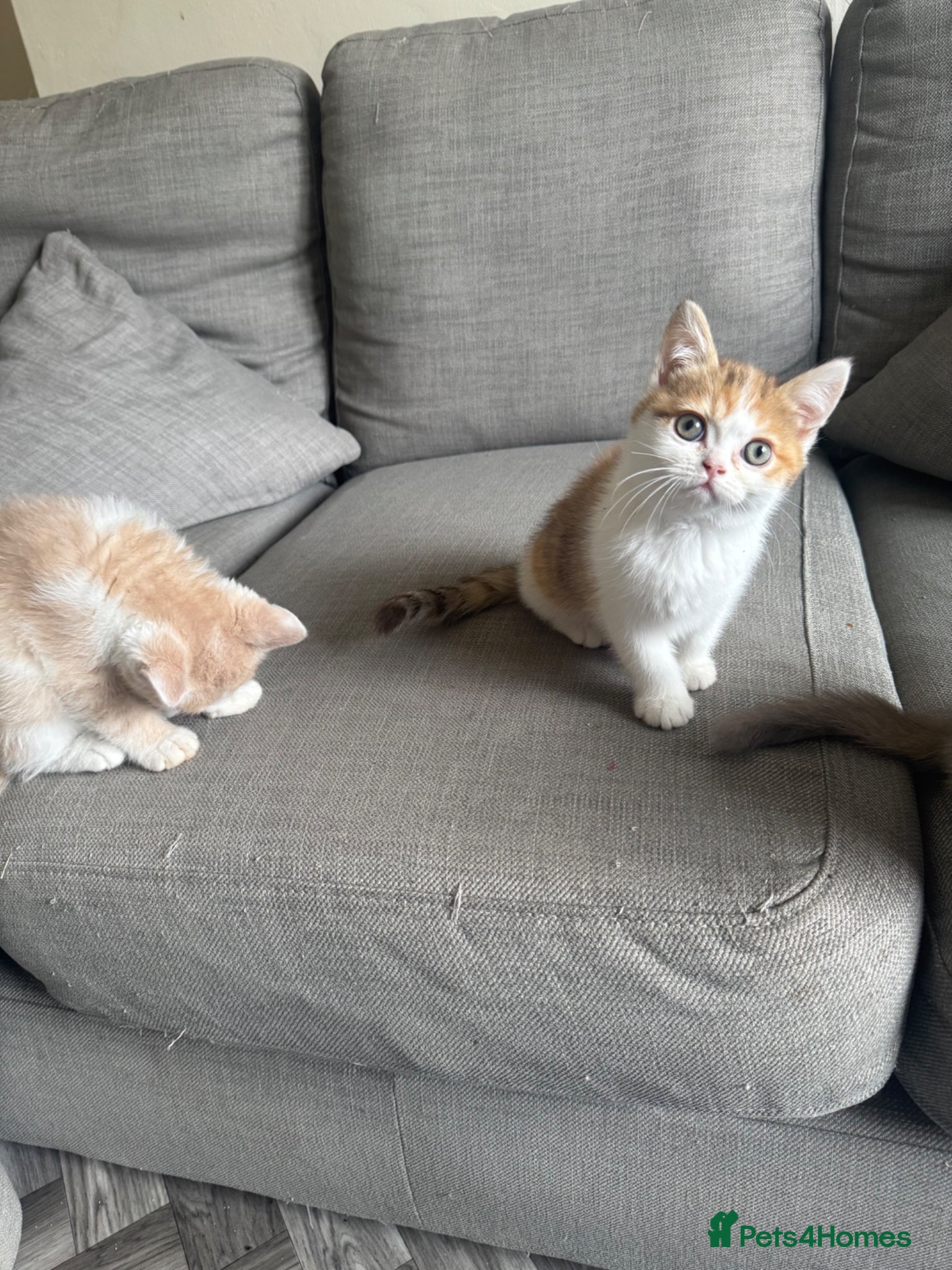 Mixed Breed cats Last female Exception F1 kittens ready now  - Advert 2