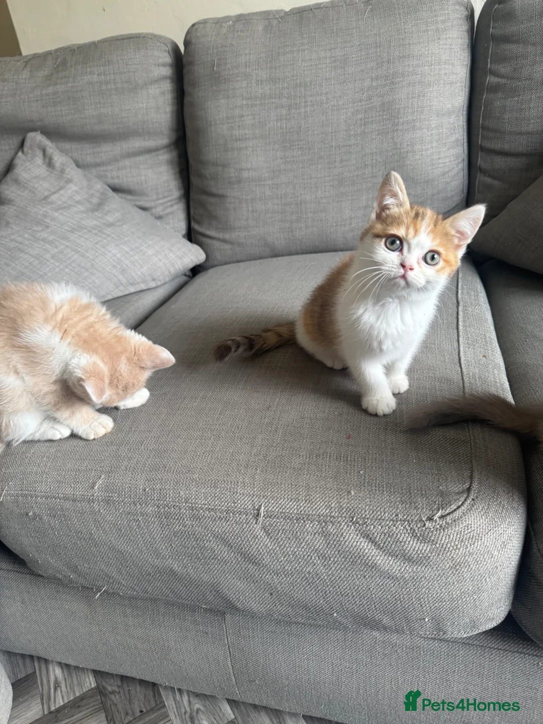 Mixed Breed cats for sale: Last female Exception F1 kittens ready now  - Advert 2