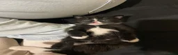 Domestic Shorthair cats for sale: 12-Week-Old Tuxedo Kitten (read description) - Advert 6