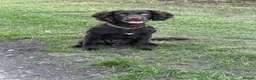 Cocker Spaniel dogs for stud: KC registered working line cocker spaniel stud in Burton-on-Trent - Advert 1
