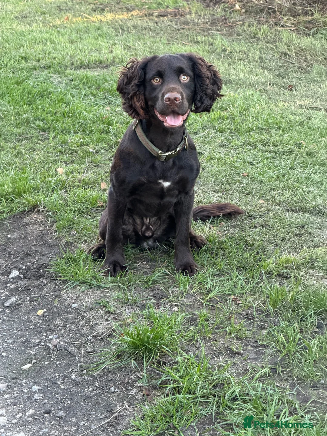 Cocker Spaniel dogs for stud: KC registered working line cocker spaniel stud in Burton-on-Trent - Advert 1