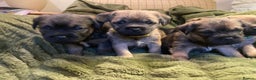 Border Terrier dogs for sale: Quality Border Terrier Puppies - Advert 2