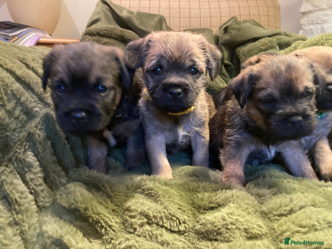 Border Terrier dogs for sale: Quality Border Terrier Puppies - Advert 2