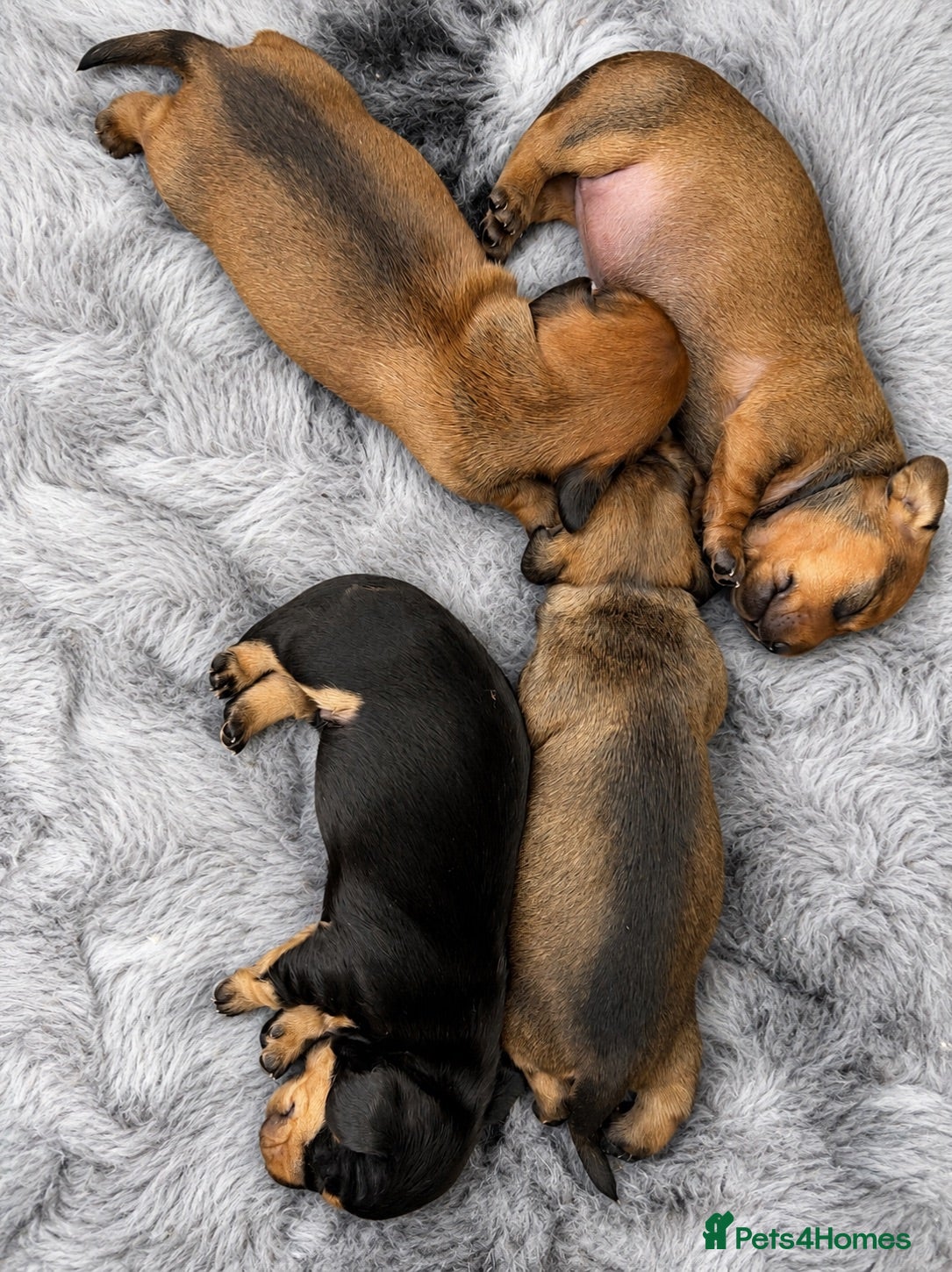 Miniature Dachshund dogs Gorgeous litter KC Registered Mini Dachshunds - Advert 15