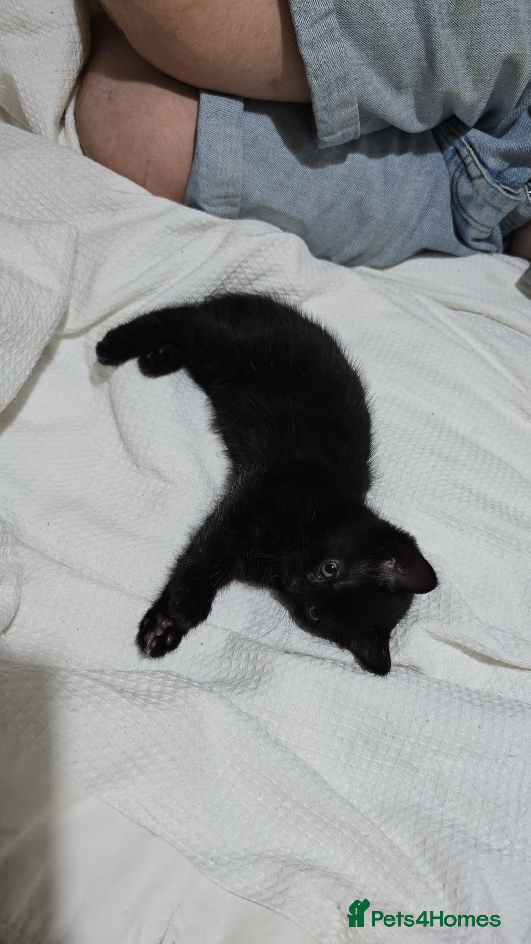British Shorthair cats for sale: Kittens ready to go - Image 2
