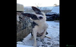 Border Collie dogs for sale: FREE! Urgent appeal - Give dog a second chance - Advert 1