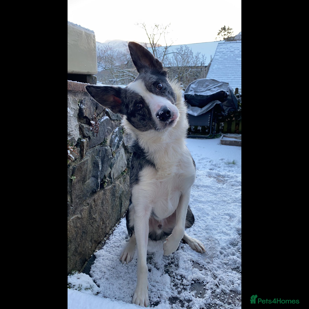 Border Collie dogs for sale: FREE! Urgent appeal - Give dog a second chance - Advert 1
