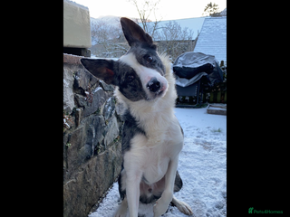 Border Collie dogs for sale: Urgent appeal - Give a dog a second chance - Advert 1