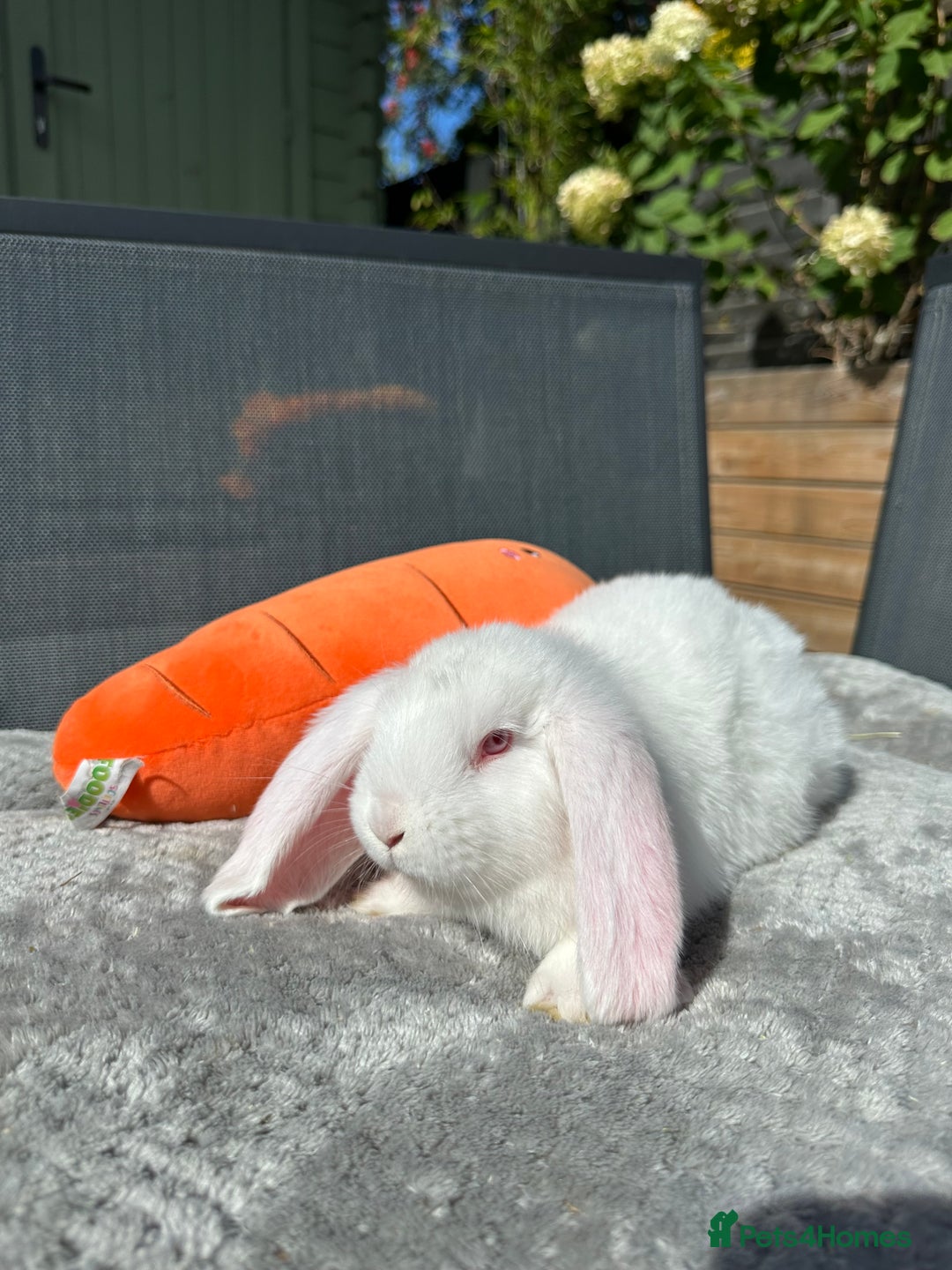 French Lop rabbits for sale: 🤍Pure Bred Giant French Lop Babies🤍 - Image 7