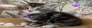 Maine Coon 3