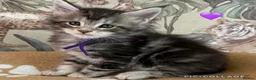 Maine Coon cats for sale: Maine coon kittens for sale tabby and mackerel - Advert 7