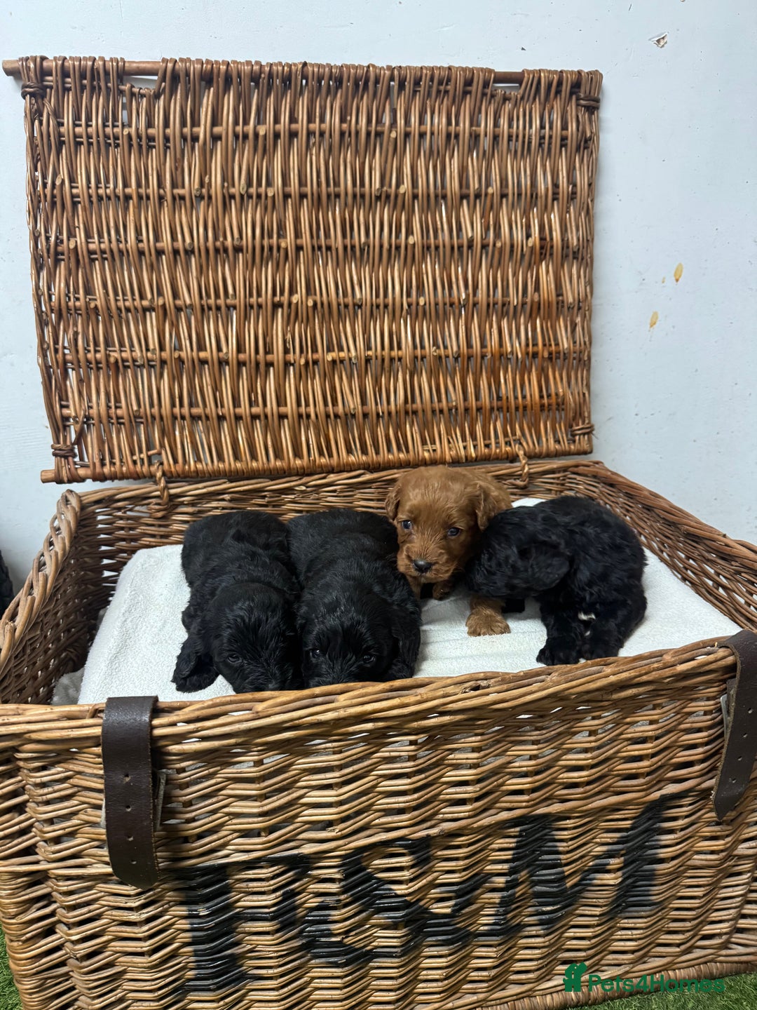 Cockapoo dogs for sale:  DNA health tested fully vaccinated ready to go - Advert 6